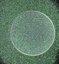Dublin Dew - Ultra Fine